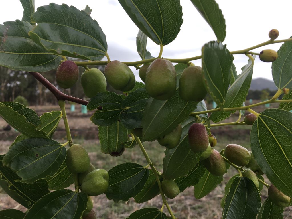 jujubes on tree